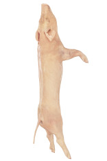 Cerdo tierno mamón entero 26 libras